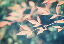 重庆力帆比逆转桑德兰，终结两连胜